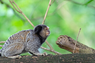 Marmoset monkey on a trunk with a green forest in the background