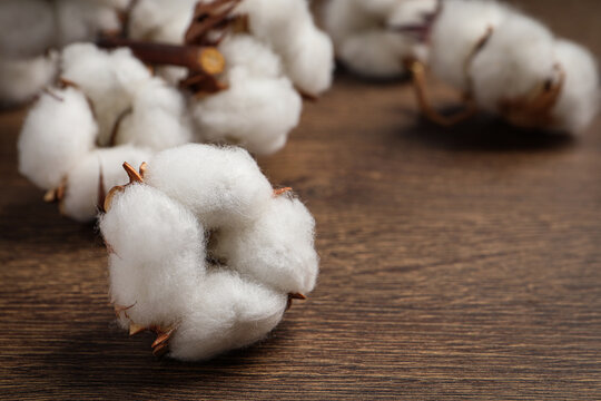 Fluffy cotton flowers on wooden table, closeup. Space for text