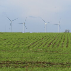 wind turbine in field