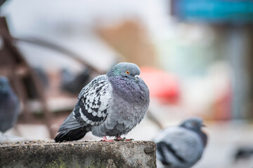 Portrait of a beautiful urban pigeon in the park in winter.