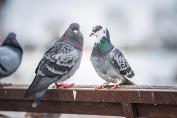 Portrait of a beautiful urban pigeon in the park in winter.