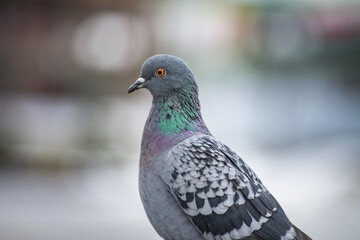 Portrait of a beautiful urban pigeon in the park in winter.