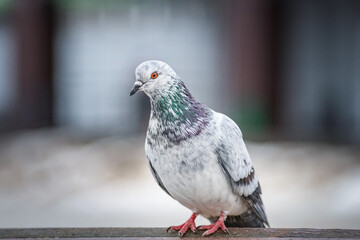 Portrait of a beautiful urban pigeon in the park in winter.