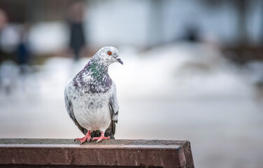 Portrait of a beautiful urban pigeon in the park in winter.