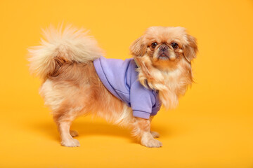Cute Pekingese dog in pet clothes on yellow background