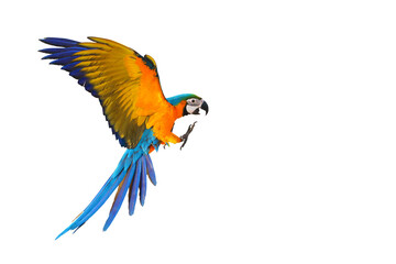 Colorful Macaw parrot flying isolated on transparent background png file