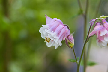 Aquilegia vulgaris,beautiful Columbine Aquilegia vulgaris 'Clementine Salmon-Rose' blossoms in the flower garden. Selective focus with blurred foreground and background