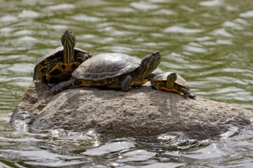 drei Wasserschildkr&ouml;ten sonnen sich auf einem Stein