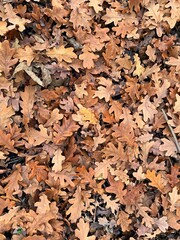 autumn fallen leaves and foliage