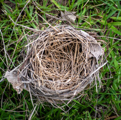 bird nest with no eggs