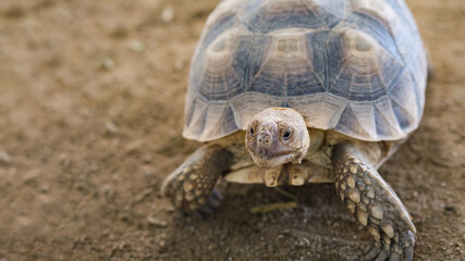 Aldabra giant tortoise walk slow on sand. Close-up view of turtle in Seychelles. longevity life.