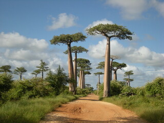 Fototapeta na wymiar Baobab avenue in Morondava, Madagascar