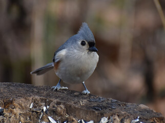 Tufted Titmouse (Baeolophus bicolor) perched on a log