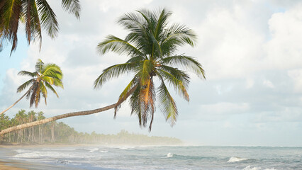 Tilted palm trees over the coast of large wild deserted beach without people. Sea waves on the...