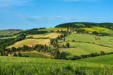 Tuscany. Landscape view, hills and meadow, Italy - 557913047