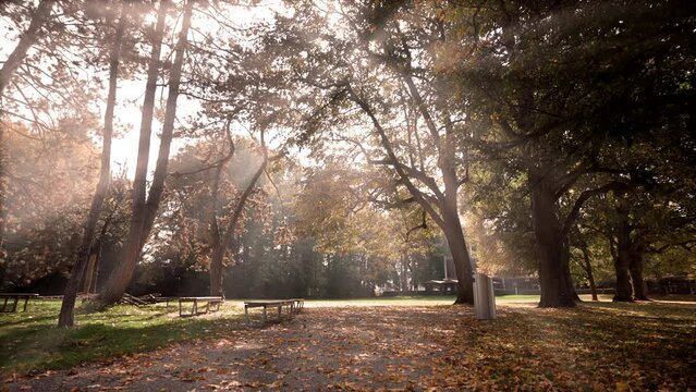 Bright sunlight illuminates large city park space on autumn day. Scenic landscape with yellowed trees and wooden benches in sunny weather