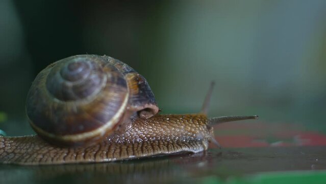snails crowling on the table