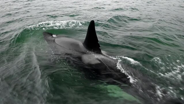 Orca killer whale swimming in the sea. Orca in the sea, close-up of the head. Aerial view. Orcinus orca in the ocean