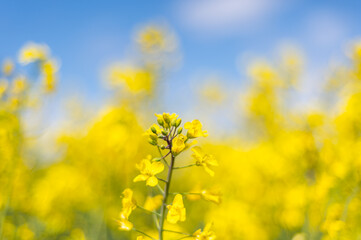 Obraz premium Flowering rapeseed with cloudy blue sky during springtime. Blooming canola fields, rape on the field in summer. Bright yellow rapeseed flowers