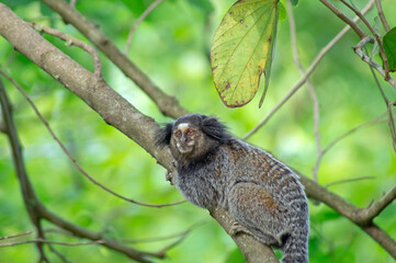 Fototapeta na wymiar Marmoset monkey on a tree with green forest in the background
