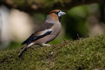 The photo shows the characteristics of coccothraustes coccothraustes