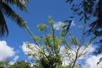 sky and trees