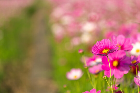 Cosmos planted in a fallow paddy field due to the changing seasons