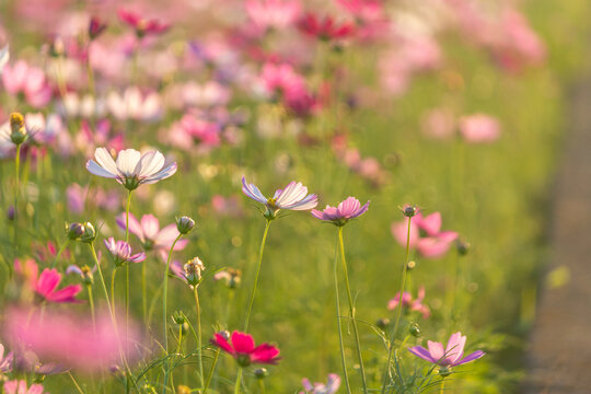 Cosmos planted in a fallow paddy field due to the changing seasons
