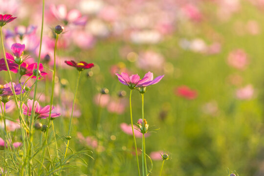 Cosmos planted in a fallow paddy field due to the changing seasons