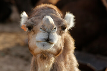 Dromedary