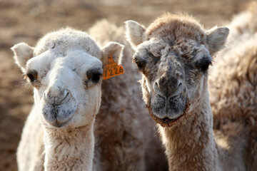 Young dromedaries
