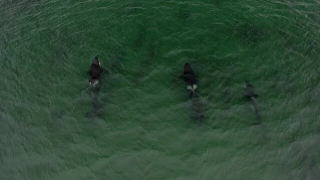 couple of sharks swimming in the sea. Three sharks swimming in the sea.