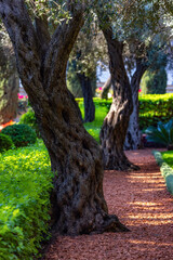 Bahai Gardens in Haifa, Israel. Tourist Attraction. Nature Background.