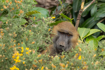 Baboon sitting in the bushes