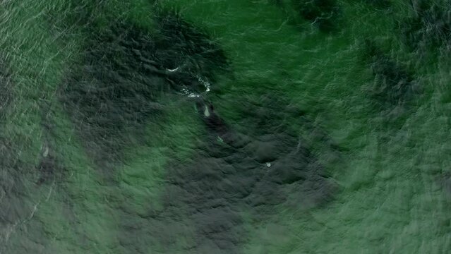 green water surface with ripples. Abstract background. Orca Killer Whale