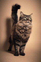 A brown cat in a beige background studio