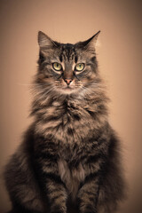 A brown cat in a beige background studio