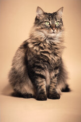 A brown cat in a beige background studio