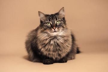 A brown cat in a beige background studio