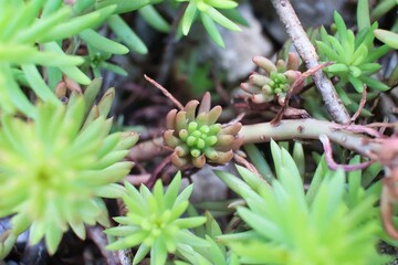 可愛く寄植えされた色々な多肉植物