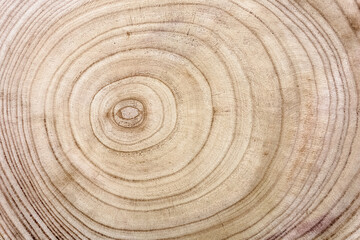 Cernes de bois sur la section transversale du tronc d’un arbre
