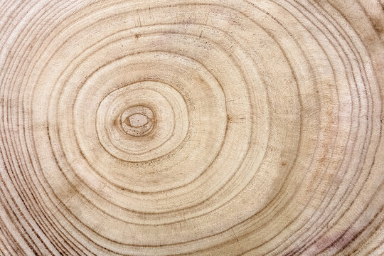 Cernes de bois sur la section transversale du tronc d&rsquo;un arbre