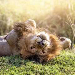 Adult male lion, panthera leo, relaxes and enjoys the warm morning sunshine of the Masai Mara, Kenya