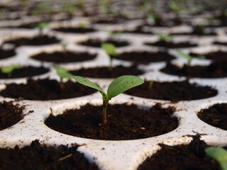 Young plant growing in soil in pot
