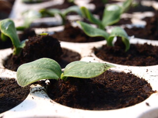 Seedling in a pot
