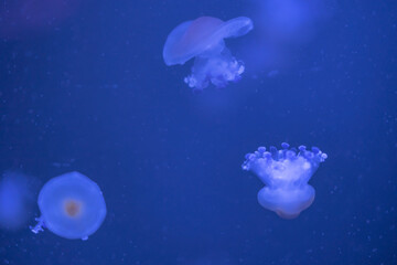Naklejka na ściany i meble Jellyfish floating in the ocean-sea, the light passes through the water, creating a volumetric ray effect. Dangerous blue jellyfish