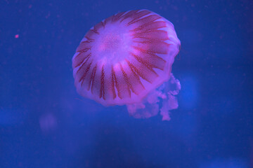 Jellyfish floating in the ocean-sea, the light passes through the water, creating a volumetric ray...