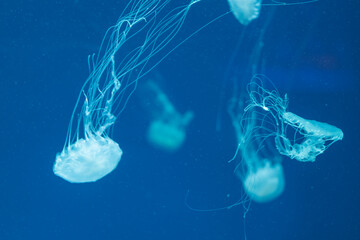 Jellyfish floating in the ocean-sea, the light passes through the water, creating a volumetric ray...
