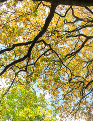 oak tree in autumn