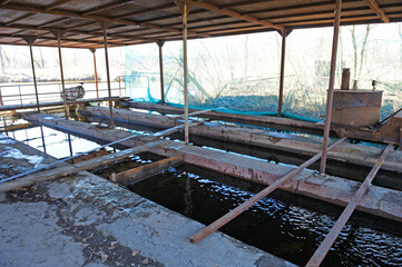 Fototapeta premium At a fishery: worker doing his job at the hatchling tanks hall